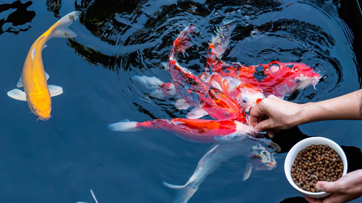 Voer voor vijvervissen