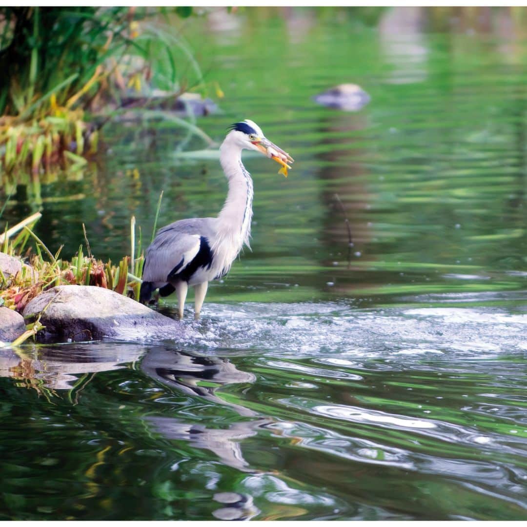 Reiger_bij_de_vijver_vijvercentrum_de_scheper Reiger bij de vijver