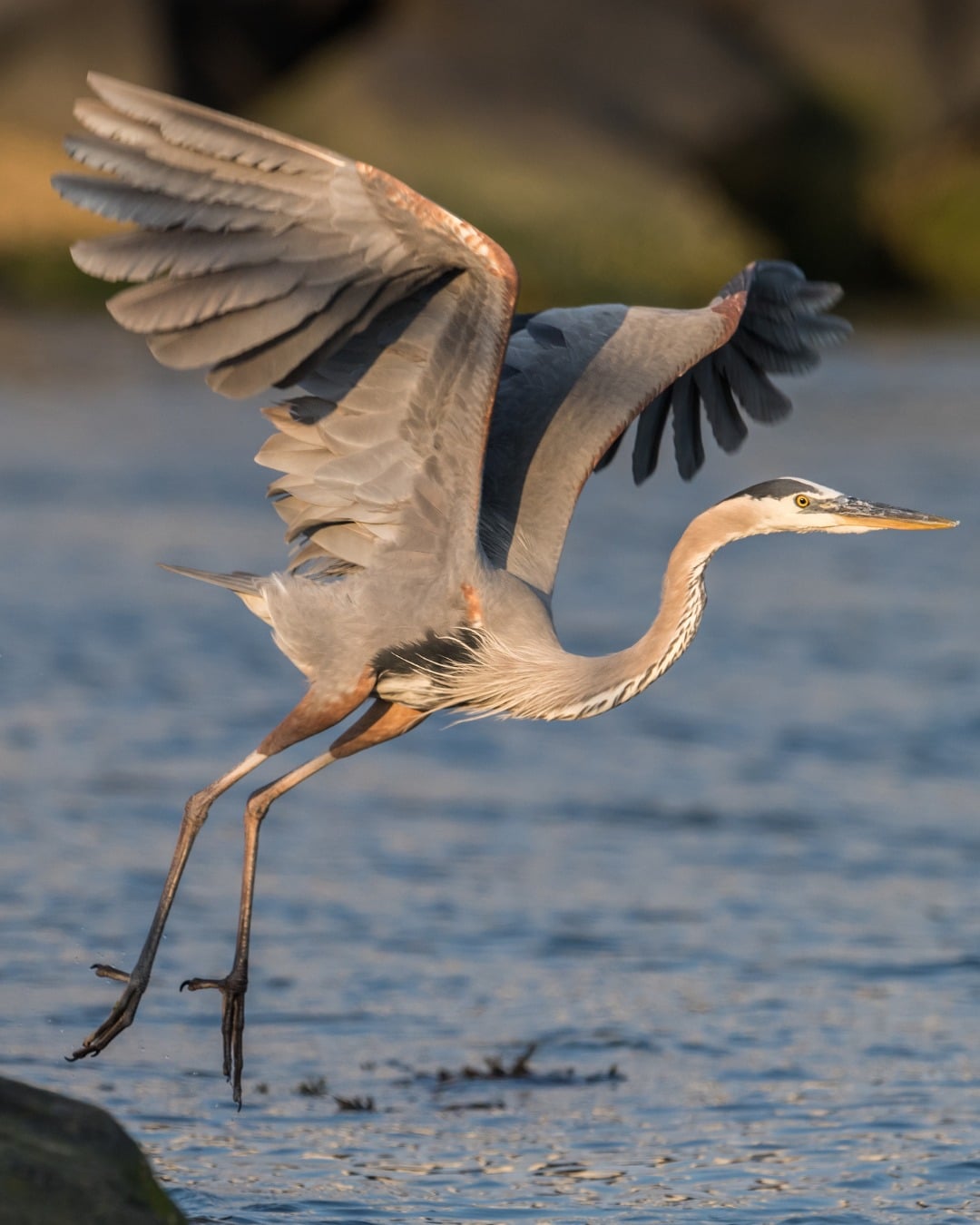 Reiger_verjagen_bij_de_vijver_vijvercentrum_de_scheper Reiger verjagen bij de vijver