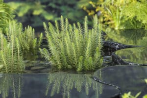 Hippuris vulgaris L2