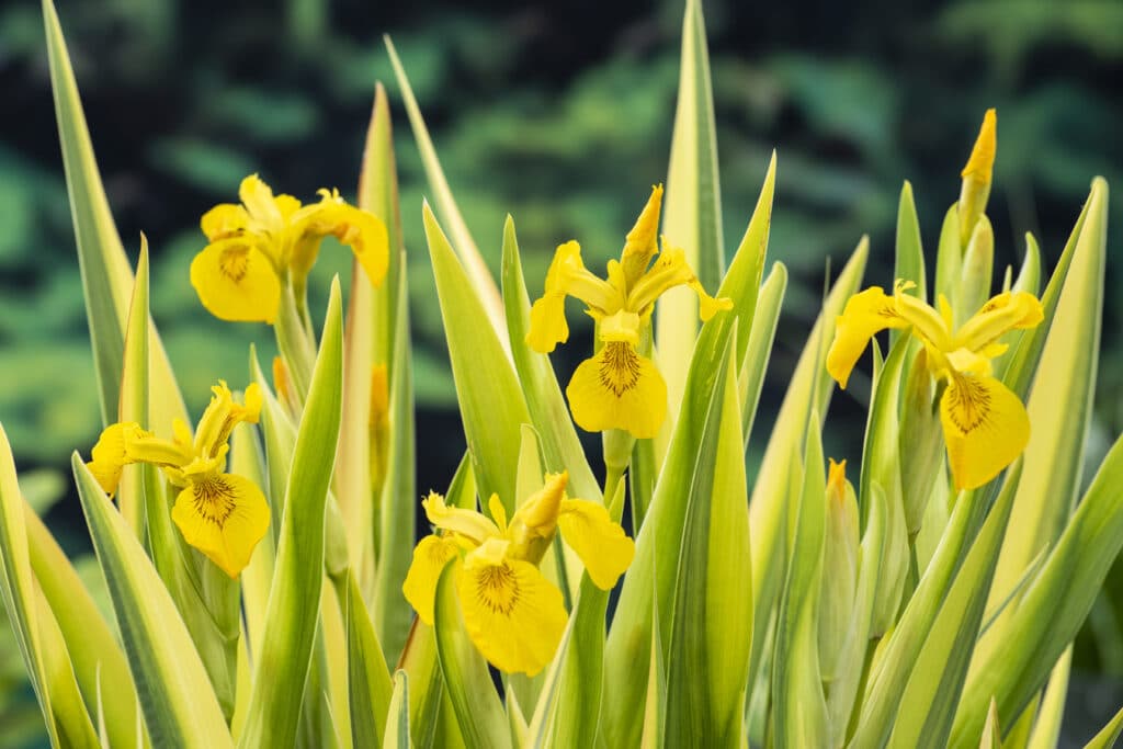 Vijverplanten planten - Hoe doe je dat eigenlijk goed?