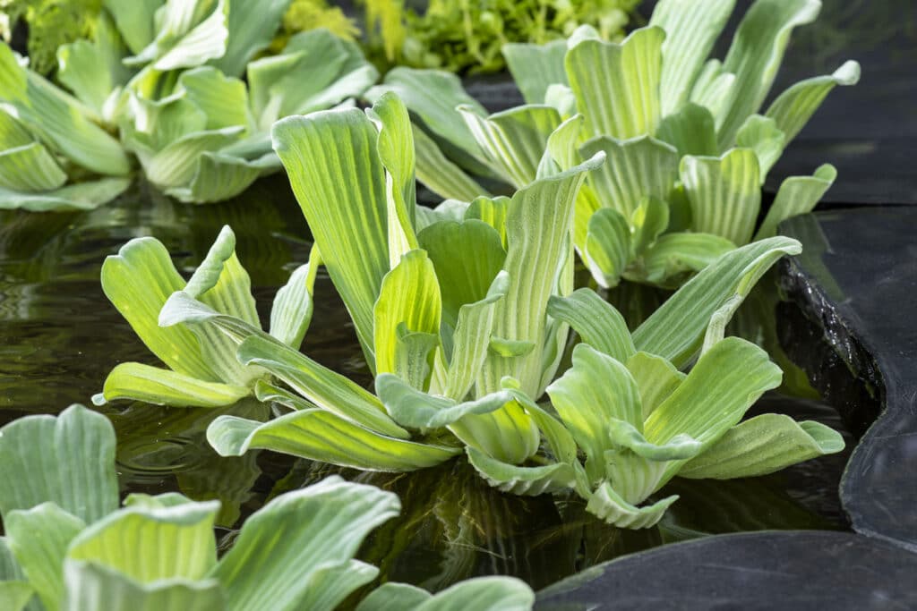 Drijfplanten kopen voor de vijver
