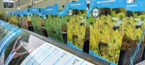 Zuurstofplanten_assortiment_vijverwinkel