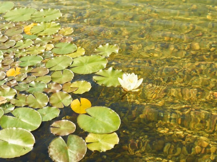 Troebel water of een groene vijver en nu?!
