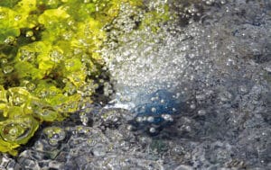 Blog – Goede vijver beluchting