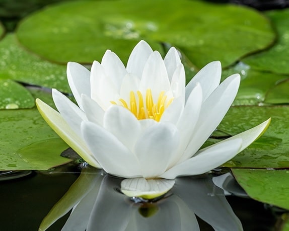Waterlelies; niet alleen een kunstwerk op uw vijver maar ook nog eens goed voor de vijver!
