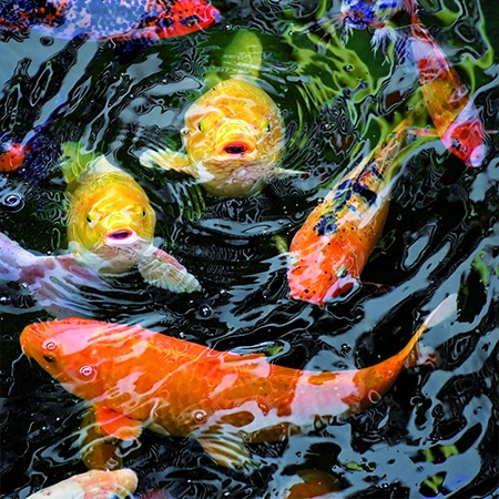 Wat is een koi