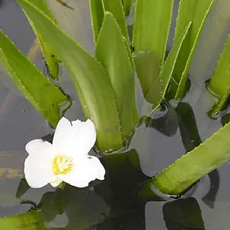 Krabbescheer Stratiotes aloides