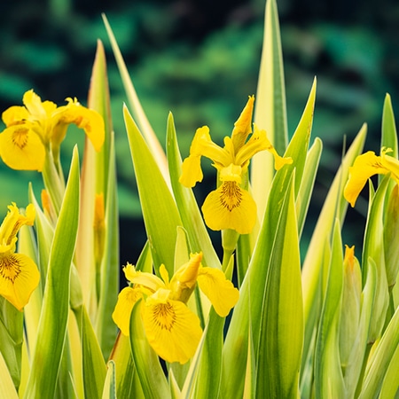 Zwemvijver filterplanten