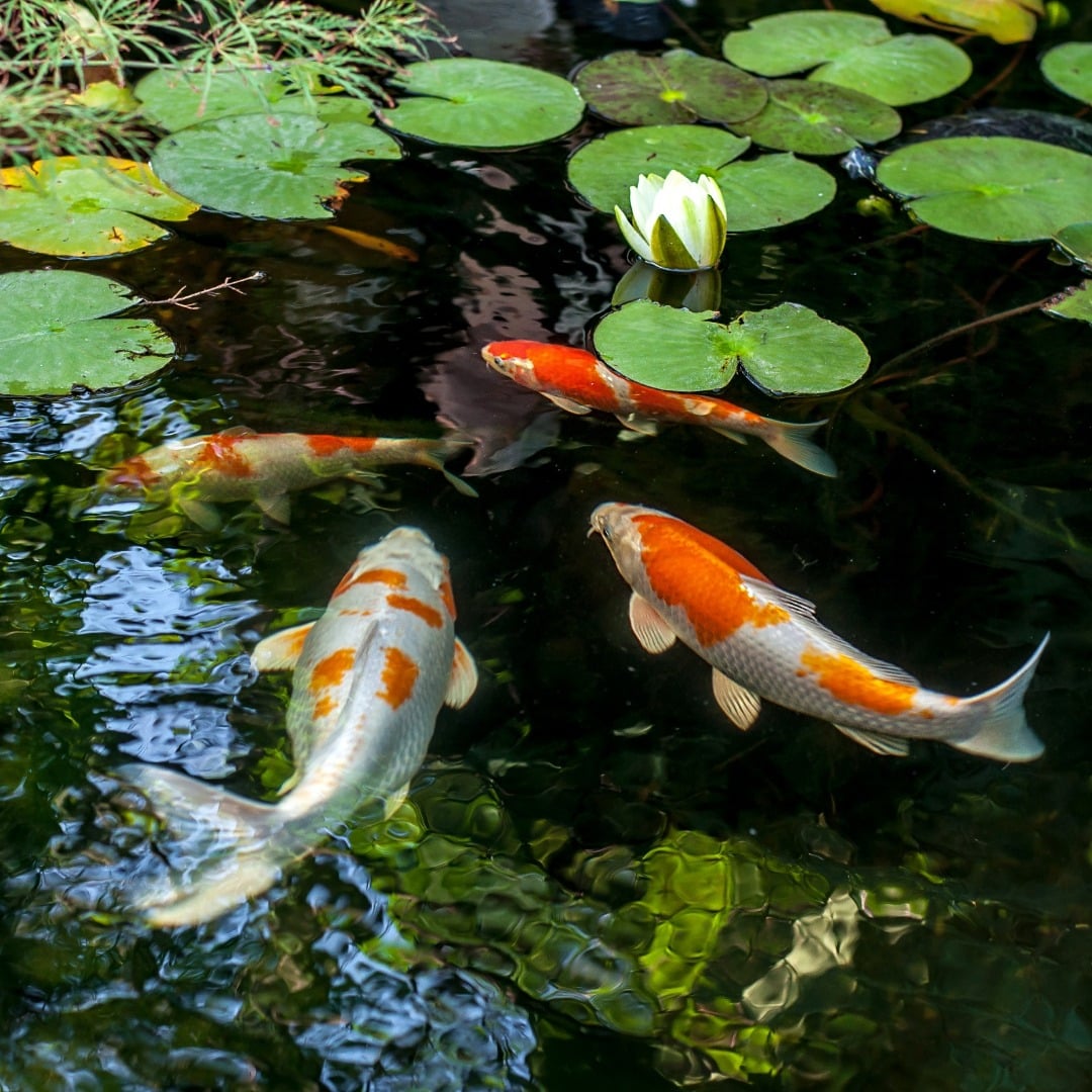 Koi vijver vissen Koi verzorging