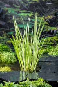 Acorus-calamus-variegatus-P1_vijverwinkel