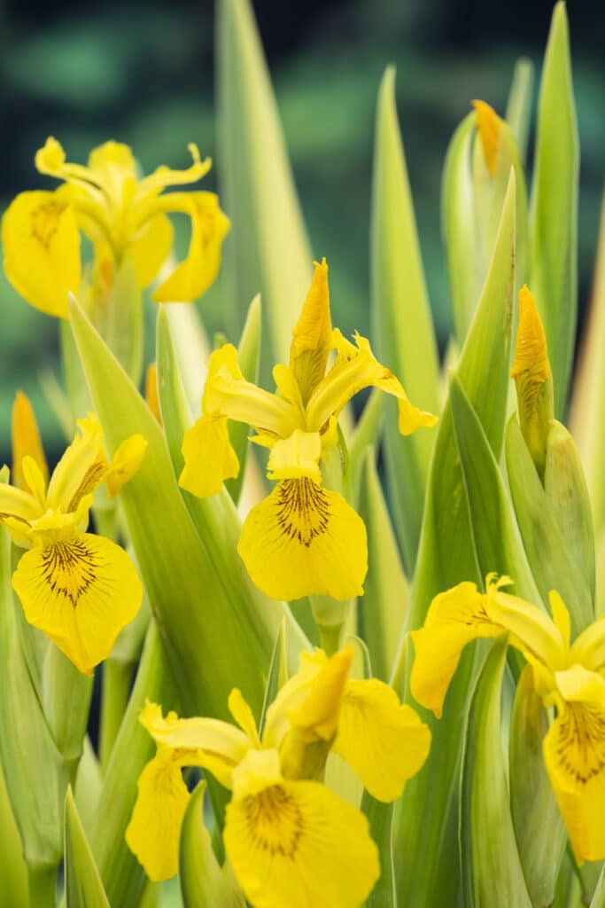 Wat zijn de beste vijverplanten voor een plantenfilter?