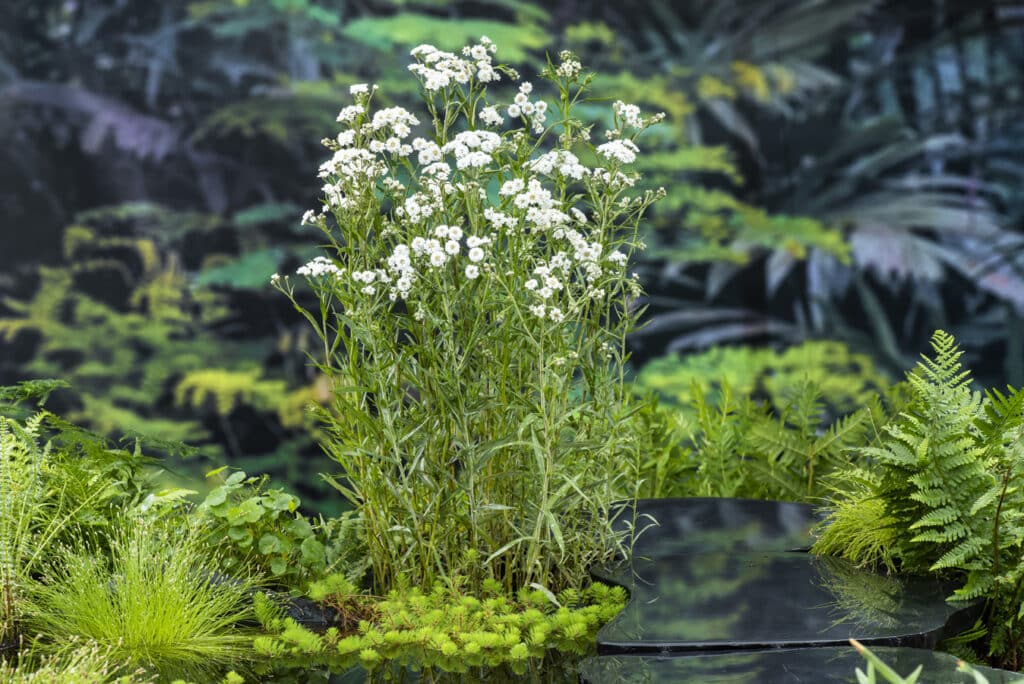 Achillea ptarmica L1 – Vijvercentrum De Scheper