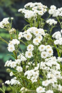 Achillea ptarmica P4 – Vijvercentrum De Scheper