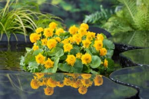 Caltha_palustris_multiplex_L1_vijvercentrum_de_scheper_1 Vijvercentrum De Scheper vijverplanten kopen
