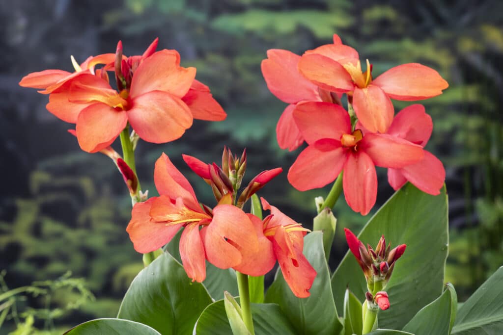Welke planten in vijver? Vijverplanten!