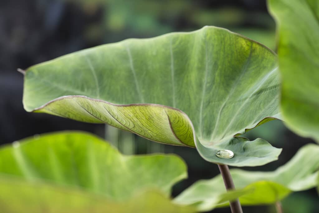 Colocasia esculenta L4 – Vijverwinkel.com