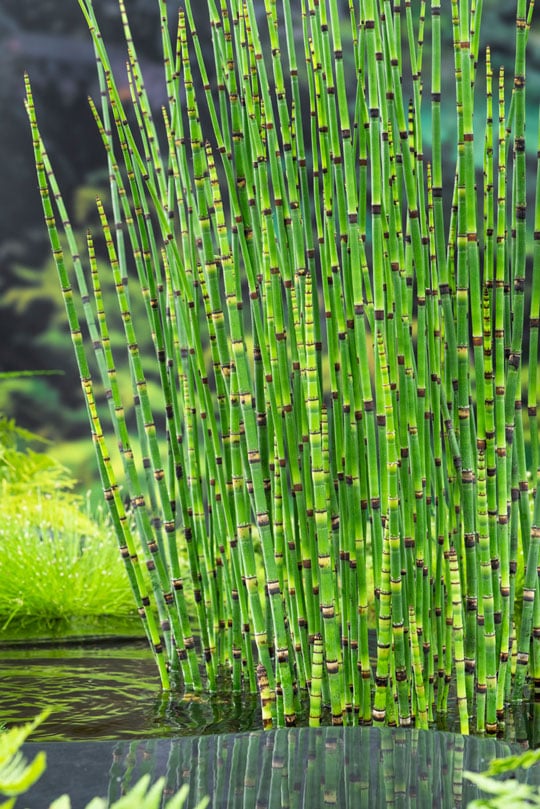 Vijvercentrum De Scheper vijverplanten kopen