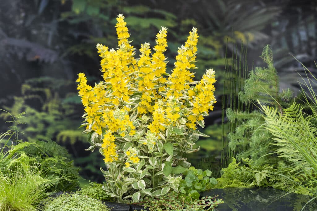 Lysimachia punctata variegata bloeiend L1 – Vijvercentrum De Scheper