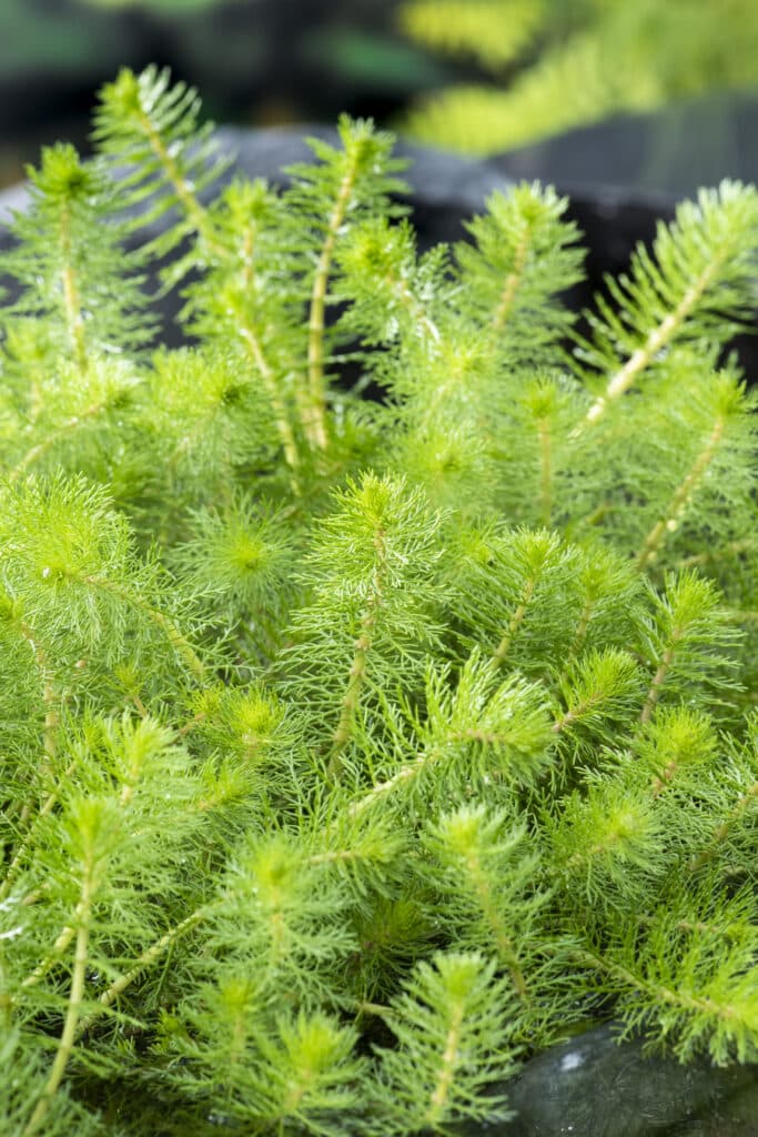 Zuurstofplanten vijver kopen; Wat zijn de beste zuurstofplanten voor in de vijver?