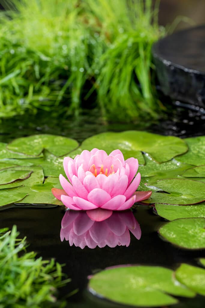Waterlelies kopen; Waar koop ik een waterlelie?
