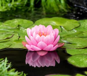Nymphaea American Star Z – Vijverwinkel.com