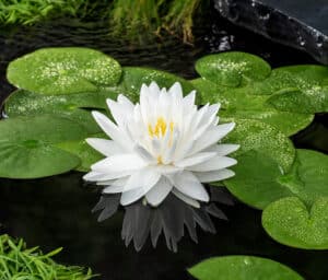 Nymphaea Gonnere S – Vijverwinkel.com