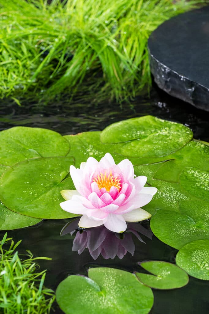 Waterlelie: erg mooi in de vijver