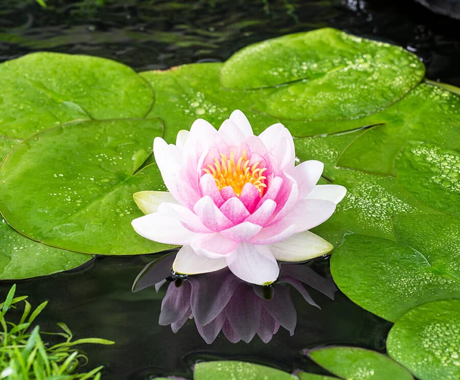 Nymphaea Madame Wilfron Gonnere S – Vijverwinkel.com