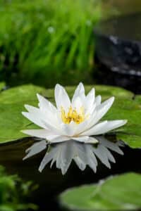 Nymphaea Marliacea Albida_Z – Vijverwinkel.com