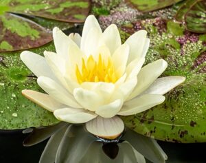 Nymphaea Marliacea Chromatella Close – Vijverwinkel.com