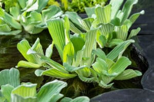 Vijvercentrum De Scheper vijverplanten kopen