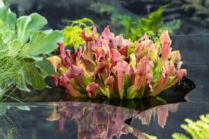 Sarracenia_Maroon_L1_vijvercentrum_de_scheper_1 Vijvercentrum De Scheper vijverplanten kopen