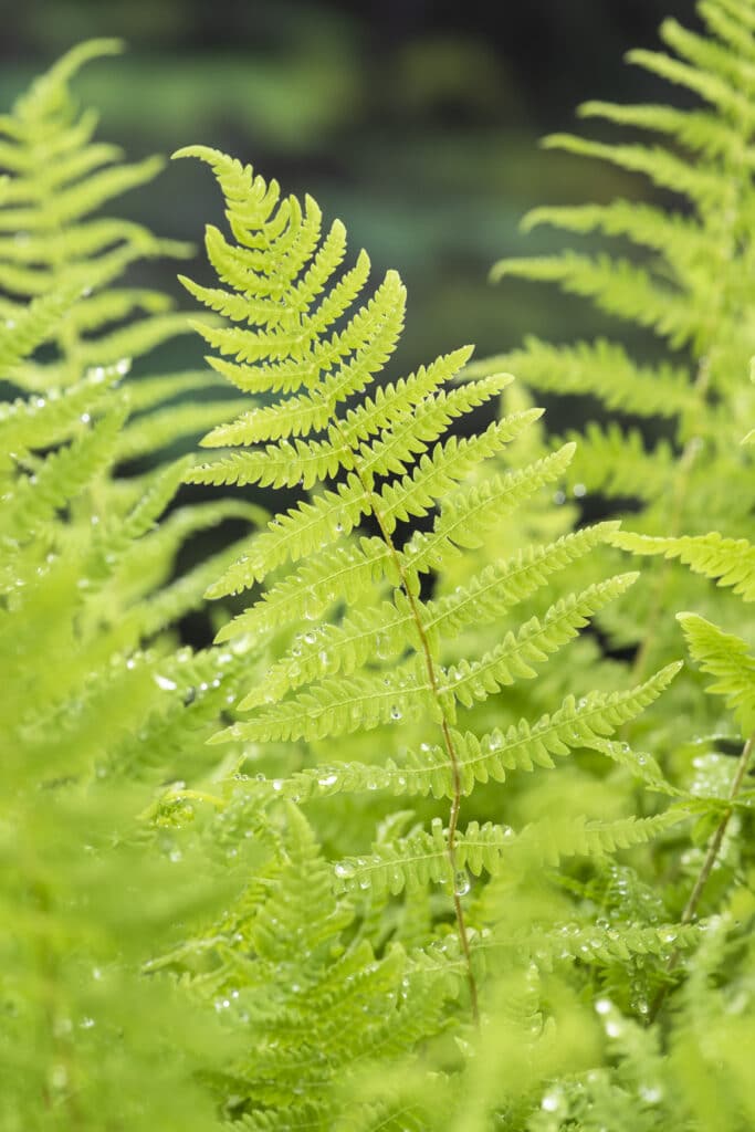 Thelypteris palustris P4 – Vijvercentrum De Scheper