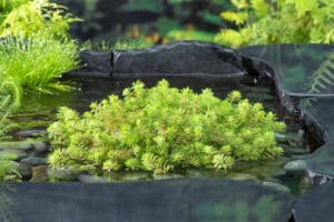 Myriophyllum aquaticum red stem L1 vijverwinkel