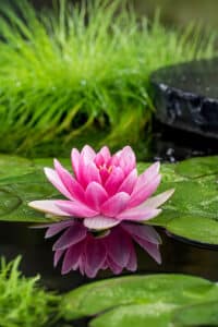 Nymphaea-Charles-de-Meurville-Z_vijverwinkel