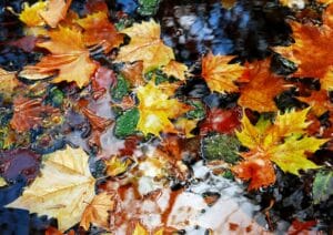 Herfst-vijver-bladeren-vijveronderhoud-vijvercentrum-de-scheper