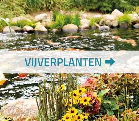 Vijverplanten kopen