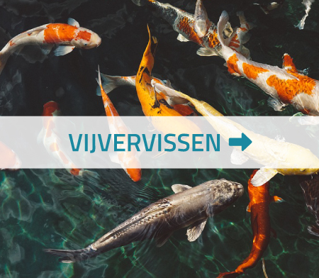 Vijvervissen tuin