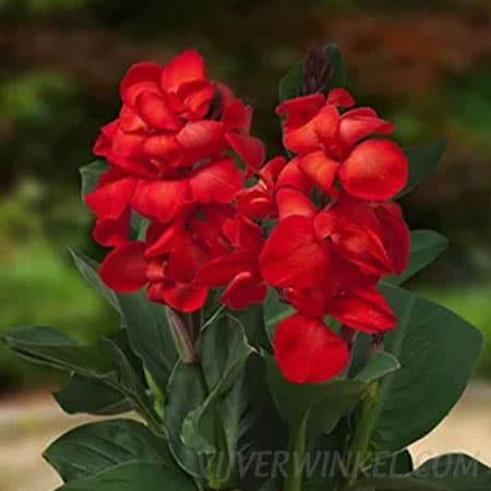 Bloemriet Canna Carmen