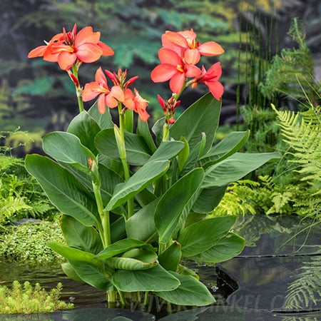 Bloemriet Canna Cleo