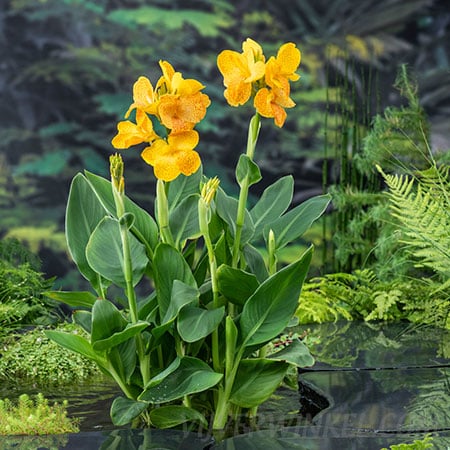 Bloemriet Canna Emily