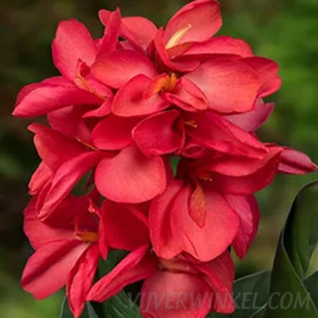 Bloemriet Canna Isabel