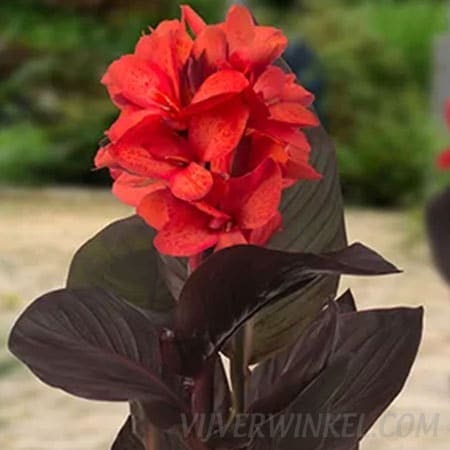 Bloemriet Canna Julia