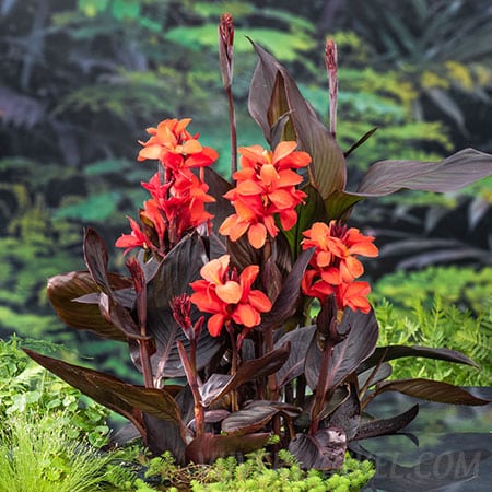 Bloemriet Canna Wilma