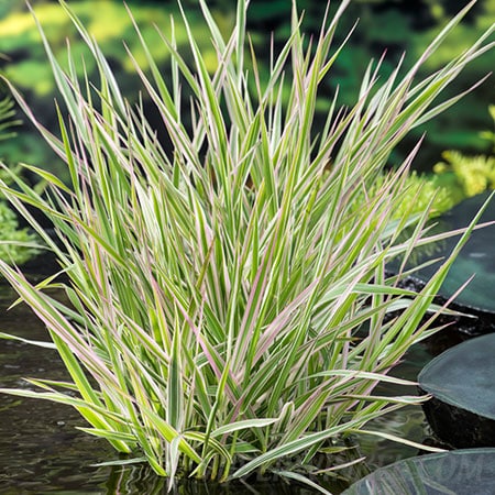 Bont rietgras Phalaris arundinacea ‘Picta’