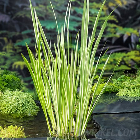 Bonte kalmoes Acorus calamus ‘Variegata’