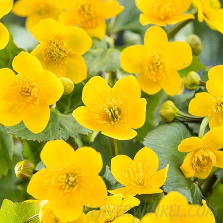 Dotterbloem Caltha palustris