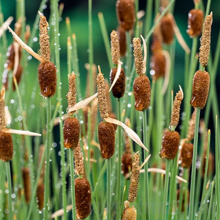Dwerglisdodde Typha minima