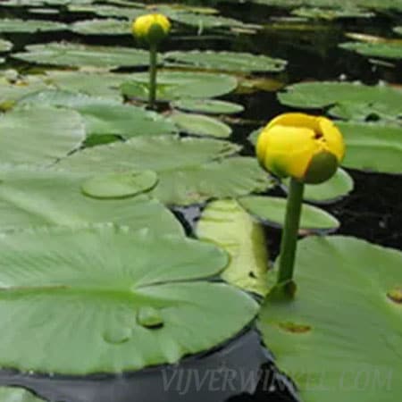 Gele plomp Nuphar Lutea ‘Variegata’